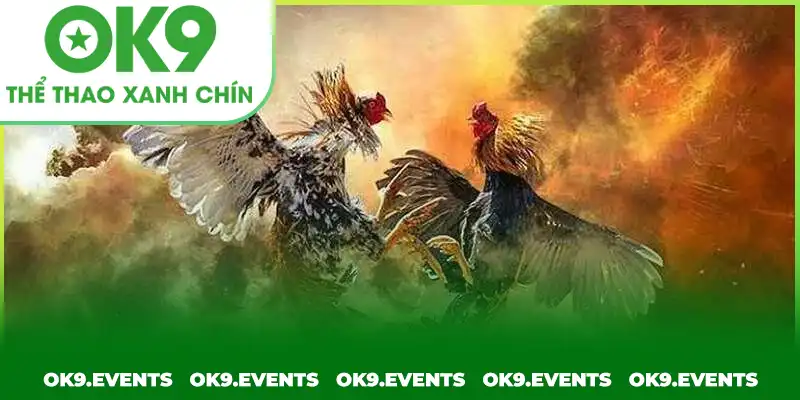 Hướng dẫn luật chọi gà cực kỳ đơn giản Hướng dẫn luật chọi gà cực kỳ đơn giản