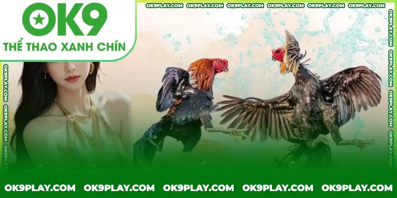 Các trường hợp quyết định thắng thua của đá gà bằng cựa sắt Các trường hợp quyết định thắng thua của đá gà bằng cựa sắt