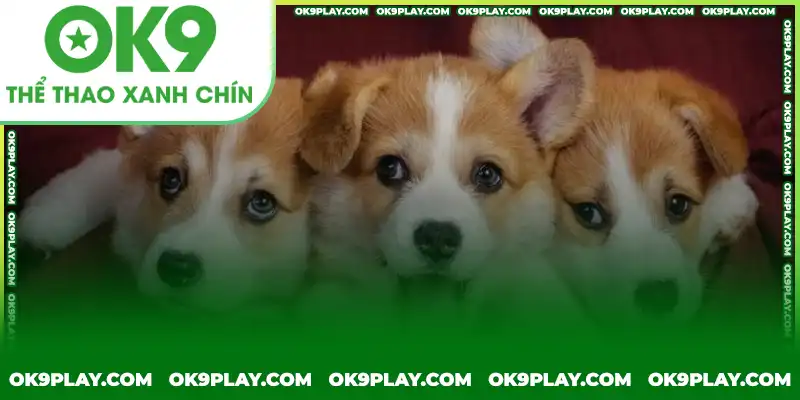 Gợi ý các con số may mắn khi nằm mơ thấy chó từ OK9 Gợi ý các con số may mắn khi nằm mơ thấy chó từ OK9