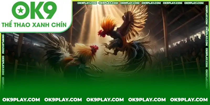 Những lưu ý trong cách chọn gà đá từ chuyên gia Những lưu ý trong cách chọn gà đá từ chuyên gia